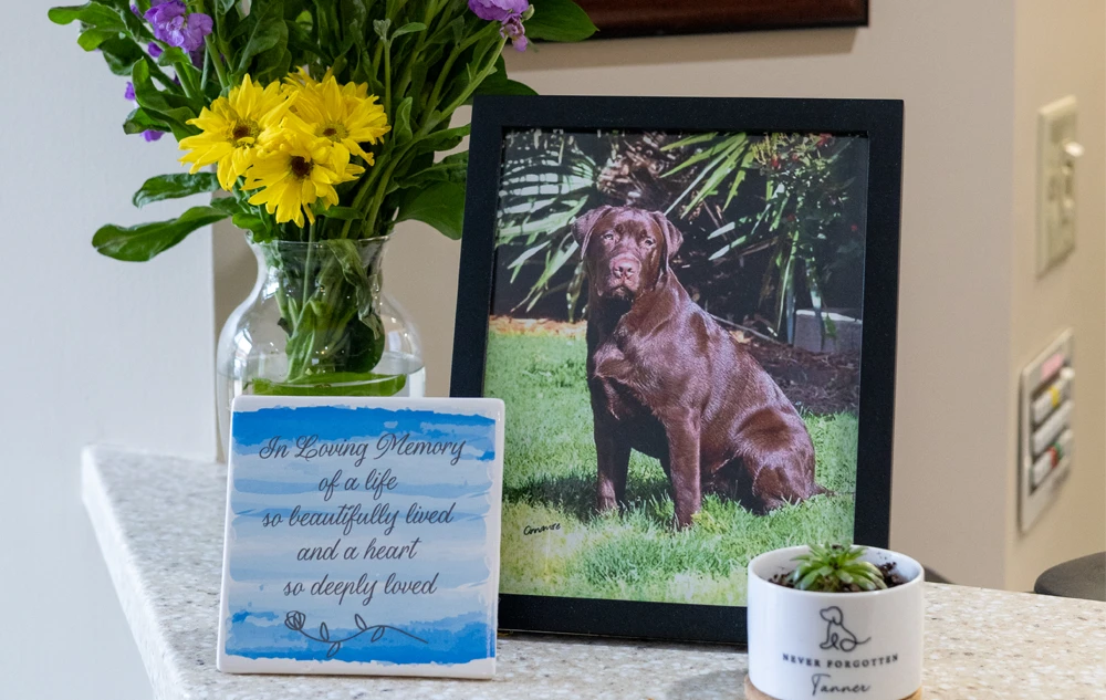 memorial decor with Tanner dog photo and flowers in creedmoor road dental office