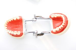 Dentist Jaw Model